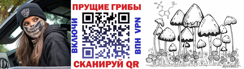 Псилоцибиновые грибы Psilocybe  Вуктыл 